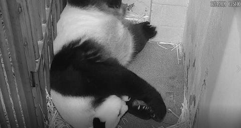 Aug. 24: Giant panda Mei Xiang holds her cub born Aug. 21, 2020 between her paws to keep it warm.
