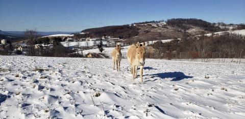 A Persian onager, a light brown equid, walking in the snow with a foal behind her. 