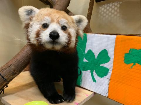 Red panda Asa with St. Patrick's Day enrichment. 