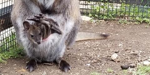 A wallaby joey sticks its head and feet out of its mother's pouch