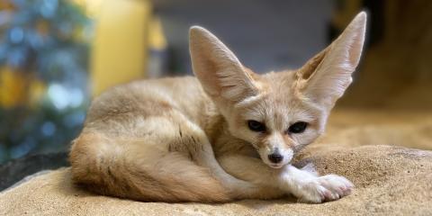 Fennec fox Daisy is laying down atop a pile of sand in her Small Mammal House habitat. Her head is raised, and she is looking at the viewer.