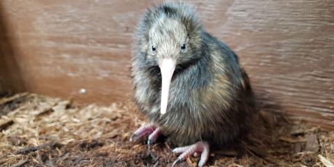 This kiwi chick hatched at the Smithsonian Conservation Biology Institute April 28, 2020.