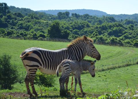 For the first time in the Smithsonian Conservation Biology Institute’s (SCBI) history, ungulate keepers celebrated the birth of a male Hartmann’s mountain zebra at the Front Royal, Virginia, facility. The colt was born overnight July 2, 2020.