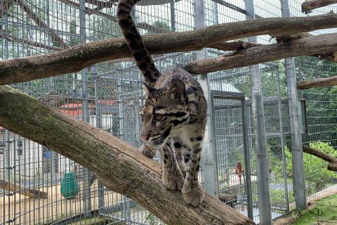 Clouded leopard Ariel stands on a tree branch in her outdoor enclosure.