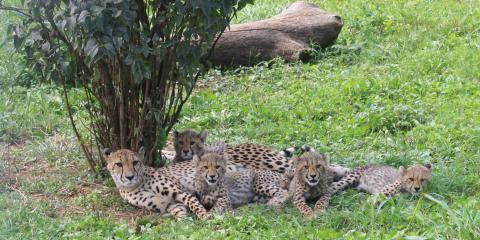 Cheetah Echo and her 4-month-old cubs at the Smithsonian Conservation Biology Institute. 