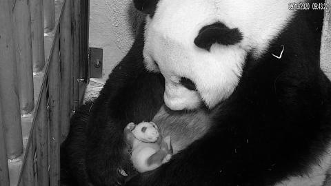 Giant panda Mei Xiang cradles her cub on Sept. 13, 2020.
