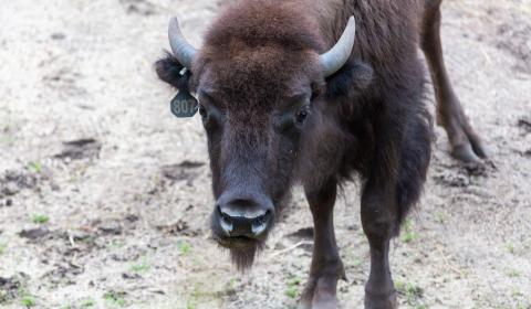 American bison Lucy