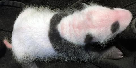 A close up photo of the 3-week-old giant panda cub. 