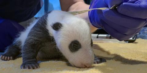 Zoo veterinarians measure the Zoo's 29-day-old giant panda cub Sept. 19, 2020. 