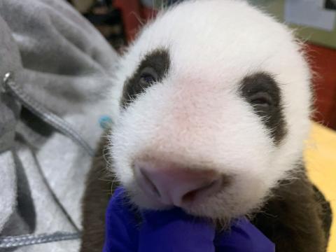 The Zoo's 6-week-old giant panda cub is just starting to open its eyes. 