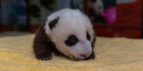 The Zoo's 7-week-old giant panda cub receives a routine check-up. 