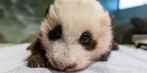Giant panda cub at 10 weeks old.