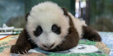 Giant Pandas Depart Smithsonian's National Zoo and Conservation