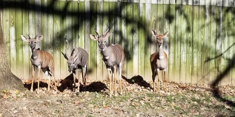 The lesser kudu family stand along the fence in their yard: Toba, Garrett, Kushu and Rogue.