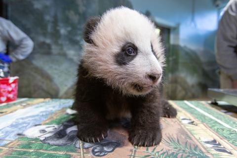 A young giant panda cub with black-and-white fur, round ears and small claws stands on a table in the indoor panda habitat at the Smithsonian's National Zoo during a routine exam
