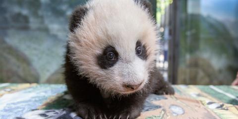 Three-month-old giant panda cub Xiao Qi Ji on Dec. 2, 2020 at Smithsonian's National Zoo.