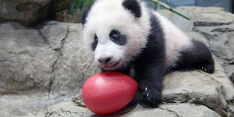 Giant panda cub Xiao Qi Ji with an enrichment egg on Jan. 6, 2021.