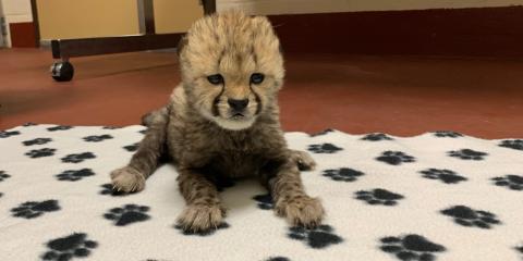 A 2-week-old cheetah cub lays perked up on a blanket. The blanket is white with a black pawprint pattern. The blanket sits on a dark-red concrete floor.