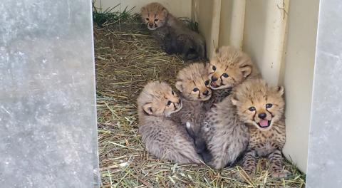 Four almost-1 month old cubs huddle together inside a den enclosure. In the foreground are some clear plastic flaps, which were pulled aside to see the cubs. There's a fifth cub laying in the back of then. All five cubs are looking toward the camera.