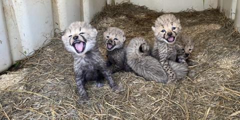 Five cheetah cubs lay on hay inside a small building with white walls which act as a den. The left cub has its mouth open, showing a few teeth on top. Two other cubs also have their mouths open. The middle cub is laying down facing away from the camera.