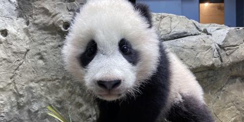 Giant panda cub Xiao Qi Ji climbs the rockwork in his habitat Jan. 14, 2021.