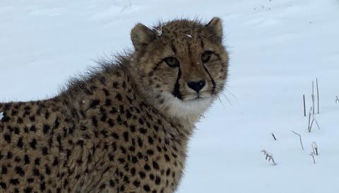 One of the cheetah cubs looks at the camera with a snowy background behind it.