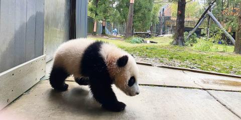 Giant panda cub Xiao Qi Ji walks tentatively onto the concrete outside the panda house that leads to the grassy yard behind him