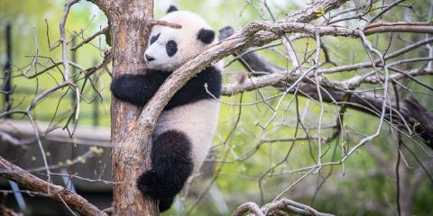 Giant panda cub Xiao Qi Ji up a tree.