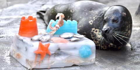 Harbor seal, Rabbit lays on his side on the right side of the photo. He is looking at a white "cake" made of ice with orange and blue beach shapes and fish on it. He is outside on hard, slippery-looking ground.