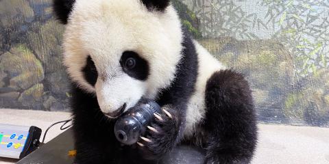Giant panda cub Xiao Qi Ji gnaws on a kong toy while sitting atop a scale.