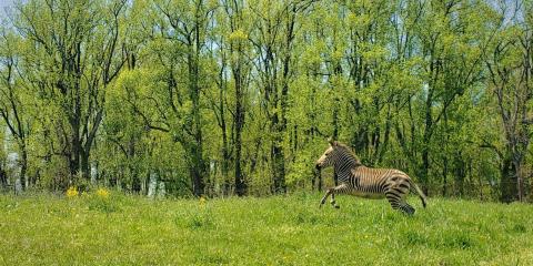 Hartmann's mountain zebra Yipes runs across an open pasture at SCBI. 