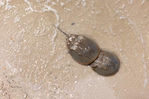 An aerial photo of two horseshoe crabs on the sand in shallow tidal waters