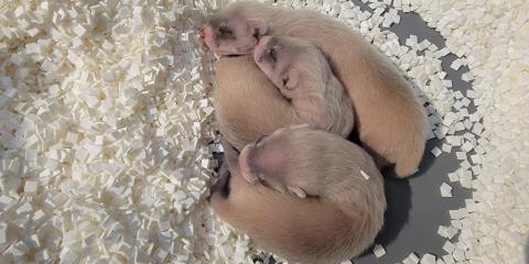 Potpie's three kits sleep together in a pile in their den. The photo is taken from a bird's eye view.