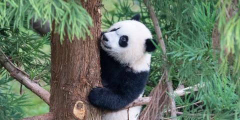 Giant panda cub Xiao Qi Ji climbs his favorite pine tree.
