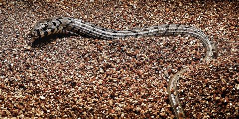 European glass lizard hatchling