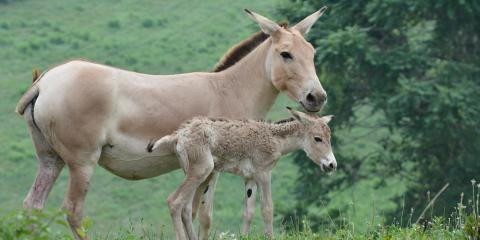 A Persian onager filly and her mother at the Smithsonian Conservation Biology Institute. 