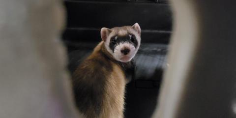 A black-footed ferret kit looks out an opening of it's plastic, pet carrier.
