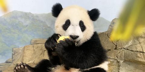 Giant panda cub Xiao Qi Ji sits atop the indoor rockwork eating an apple.