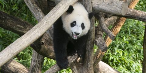 50 Panda Facts to Celebrate 50 Years of Giant Pandas at the Smithsonian's  National Zoo