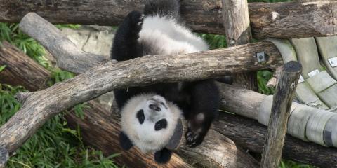 Giant panda cub Xiao Qi Ji upside-down in an outdoor hammock made of wood and recycled fire-hose