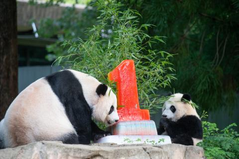 Giant pandas Mei Xiang (left) and Xiao Qi Ji (right) enjoy a fruitsicle cake in honor of Xiao Qi Ji's first birthday.
