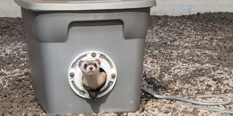 A three-month-old, male black-footed ferret kit sticks his head, neck and front two paws out of a grey storage bin that acts as a den for the ferrets