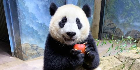 Giant panda cub Xiao Qi Ji eating an apple.