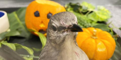 Mockingbird Mimi stands in front of a tray holding two pumpkins and several green leaves. 