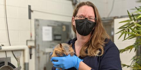 Zoo nutritionist, Erin, holds screaming hairy armadillo, Sherman. Erin is wearing a black mask, navy jacket and light blue latex gloves. Sherman's front paws rest on Erin's left hand as he too looks at the camera. 