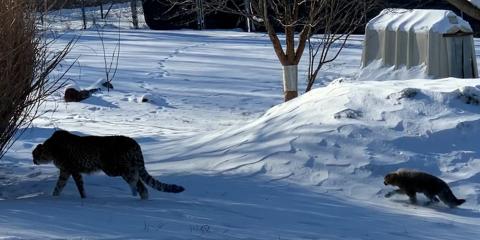 Cheetah Rosalie walks through the snow with a cub trailing behind.