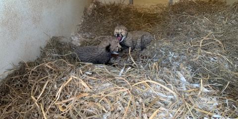 Two 5-day-old cheetah cubs lay in a den. The floor of the den is covered in den. The one cub is laying further back but has its mouth open toward its sibling and the camera. The other cub is facing the right, its mouth slightly open.