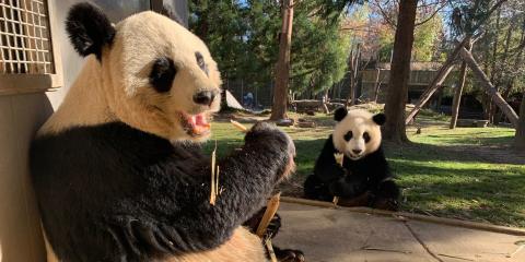 Giant pandas Mei Xiang and Xiao Qi Ji eat sugar cane in their outdoor habitat. 