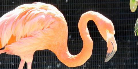 American flamingo Betty explores her outdoor habitat. 