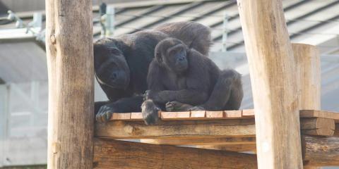 Gorillas Calaya and Moke rest atop the climbing structure in their outdoor habitat. Calaya is looking at the viewer, and Moke is looping off to the viewer's right. 